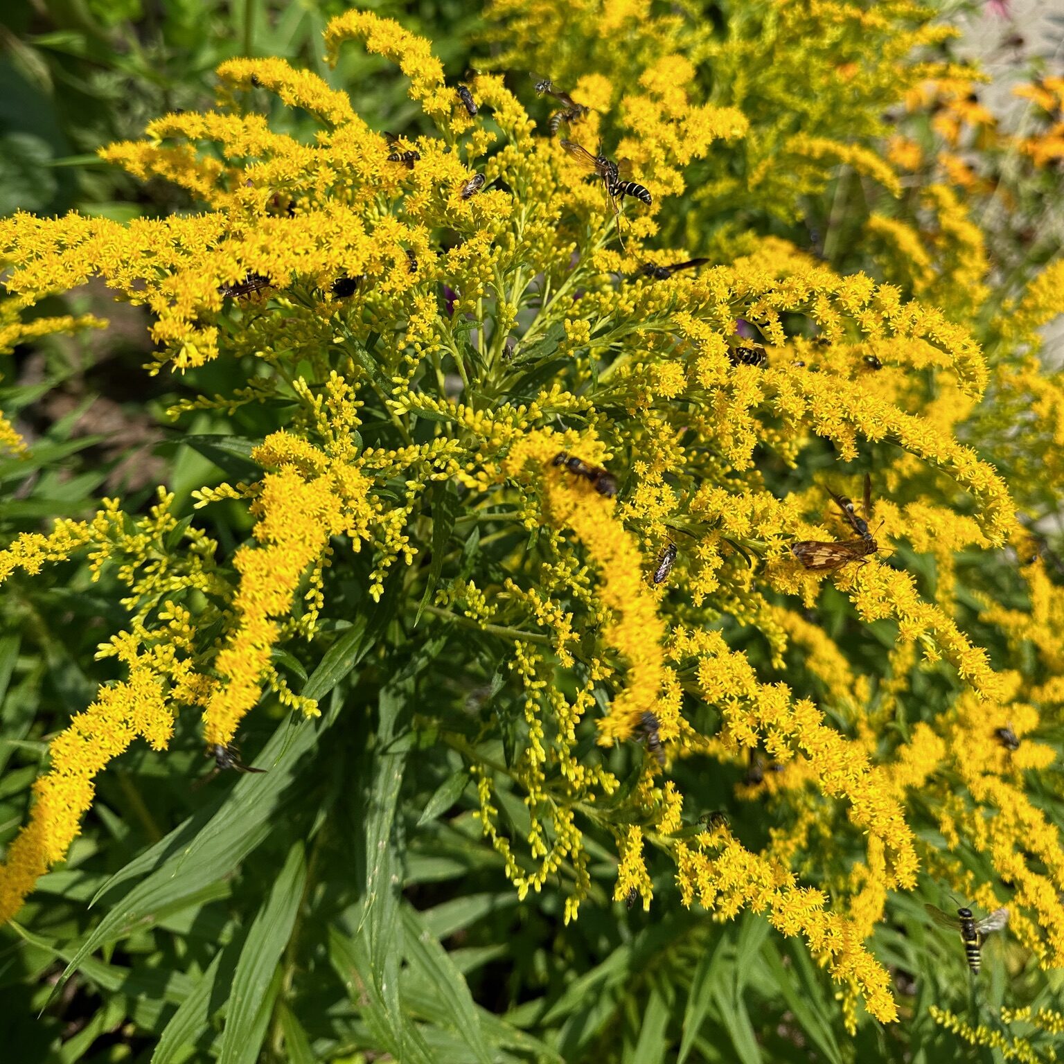 Goldenrod