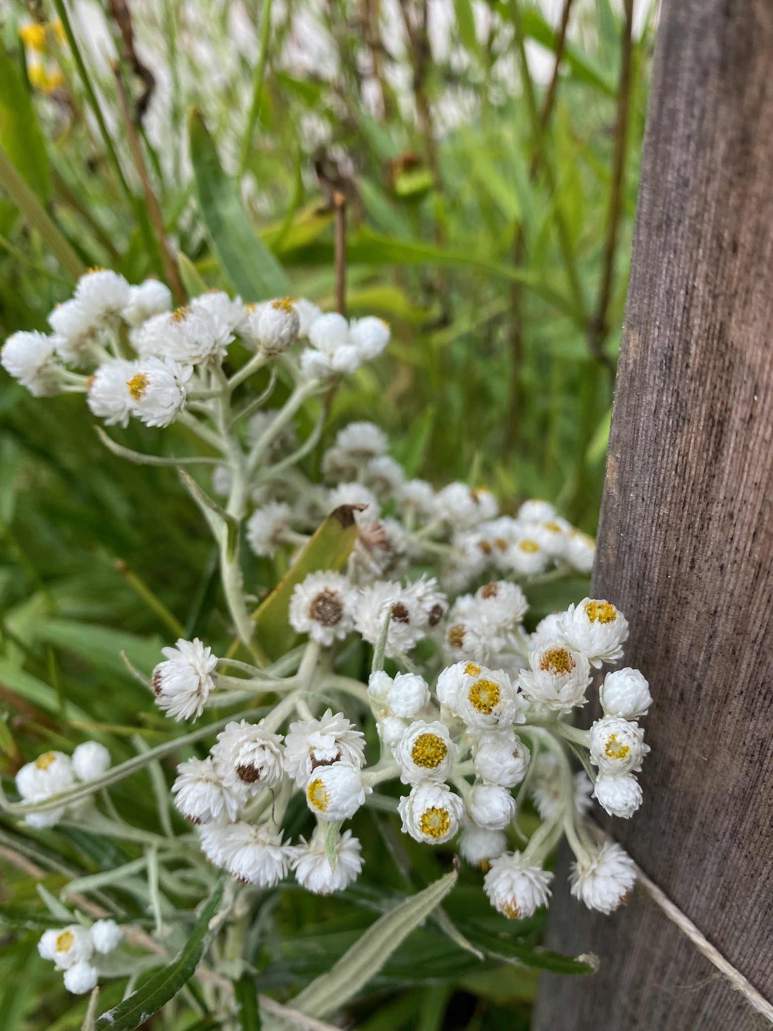 Pearly Everlasting