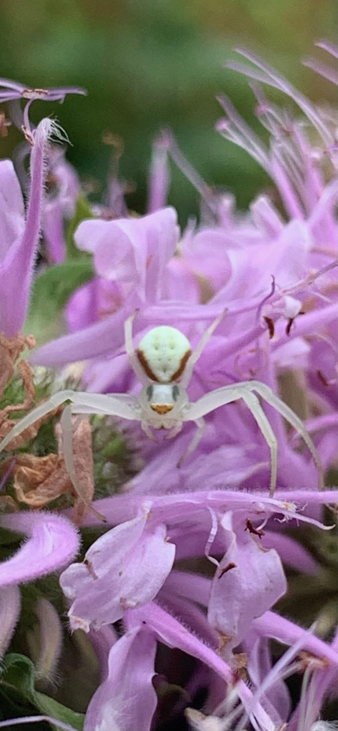 Crab Spider
