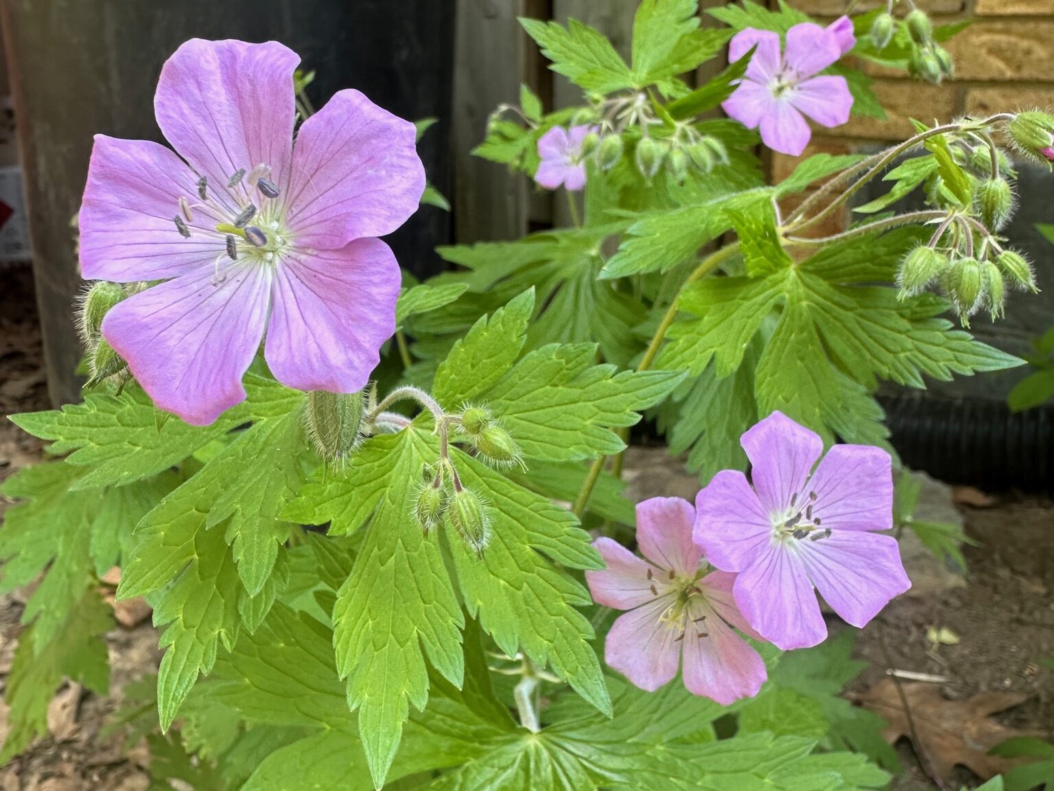 Wild Geranium
