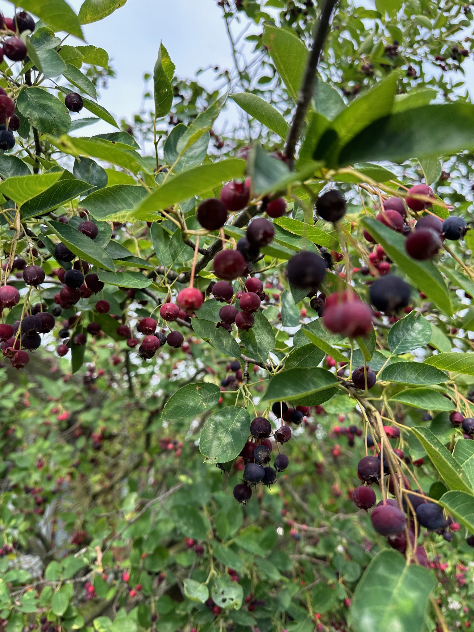 Edible Native Garden
