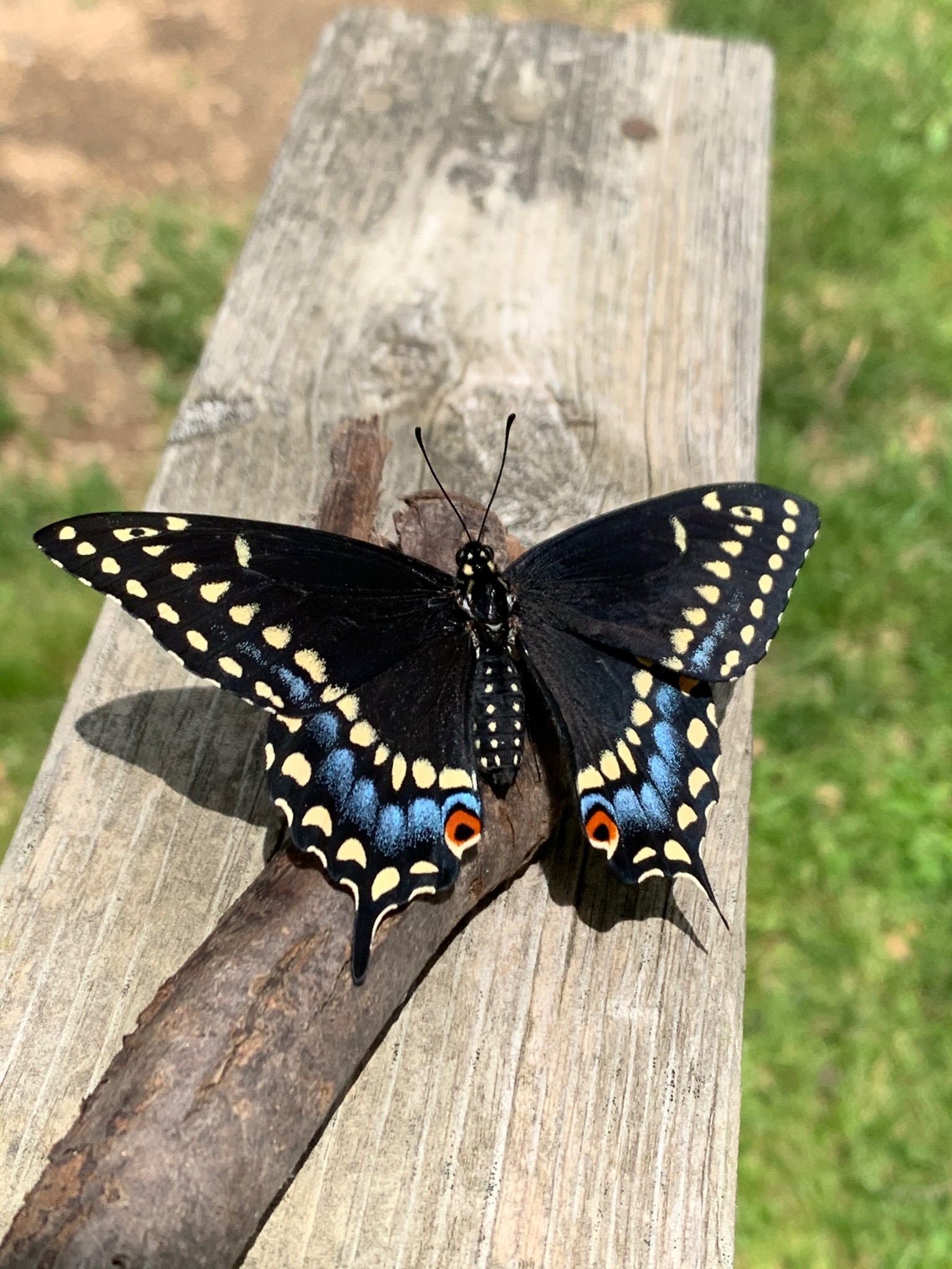 Eastern Black Swallowtail