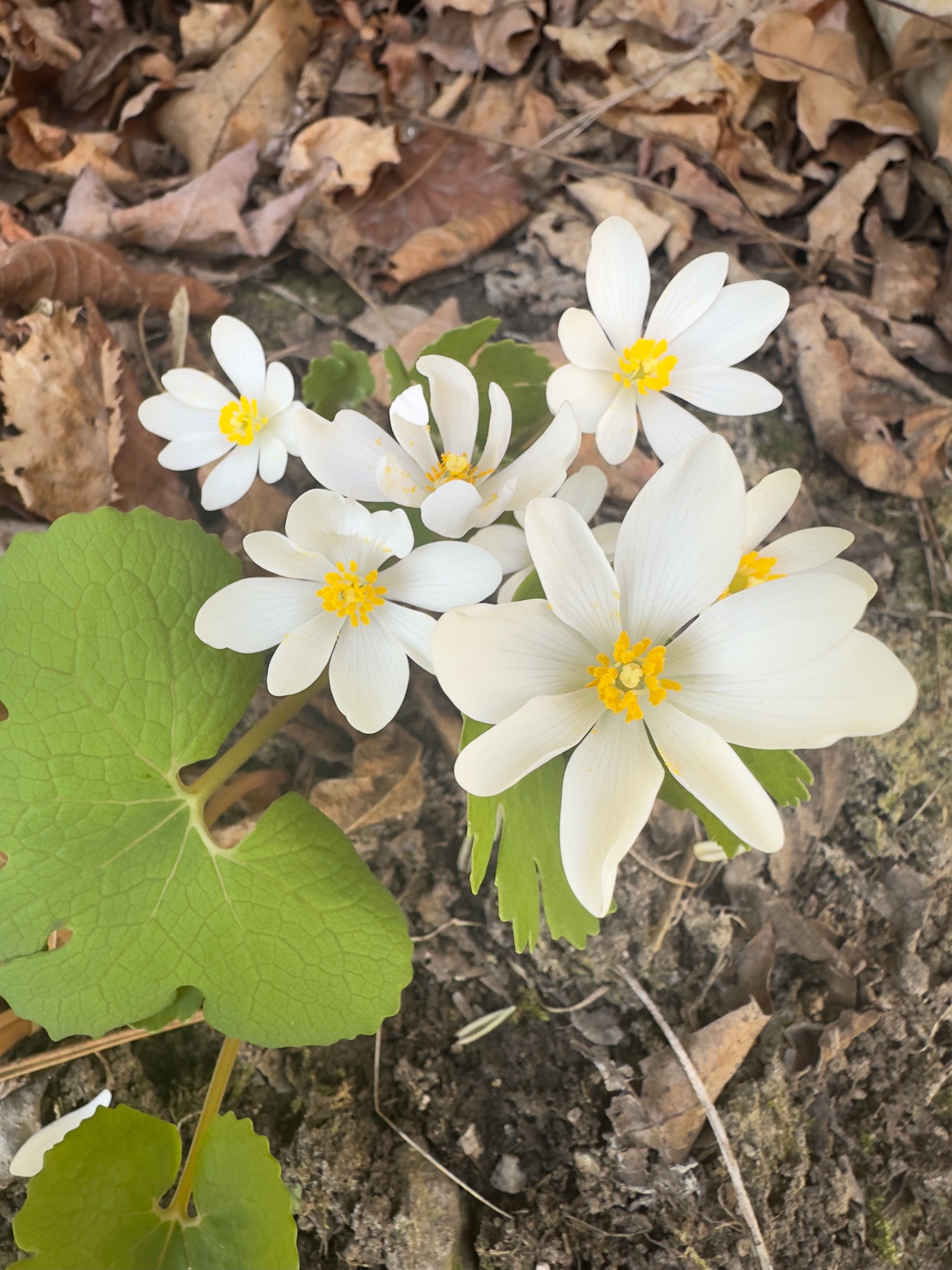 Bloodroot
