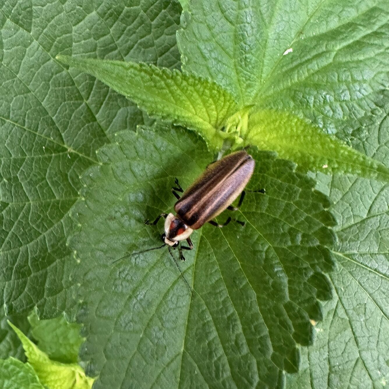 Fireflies of Ontario and How to Help Them Shine
