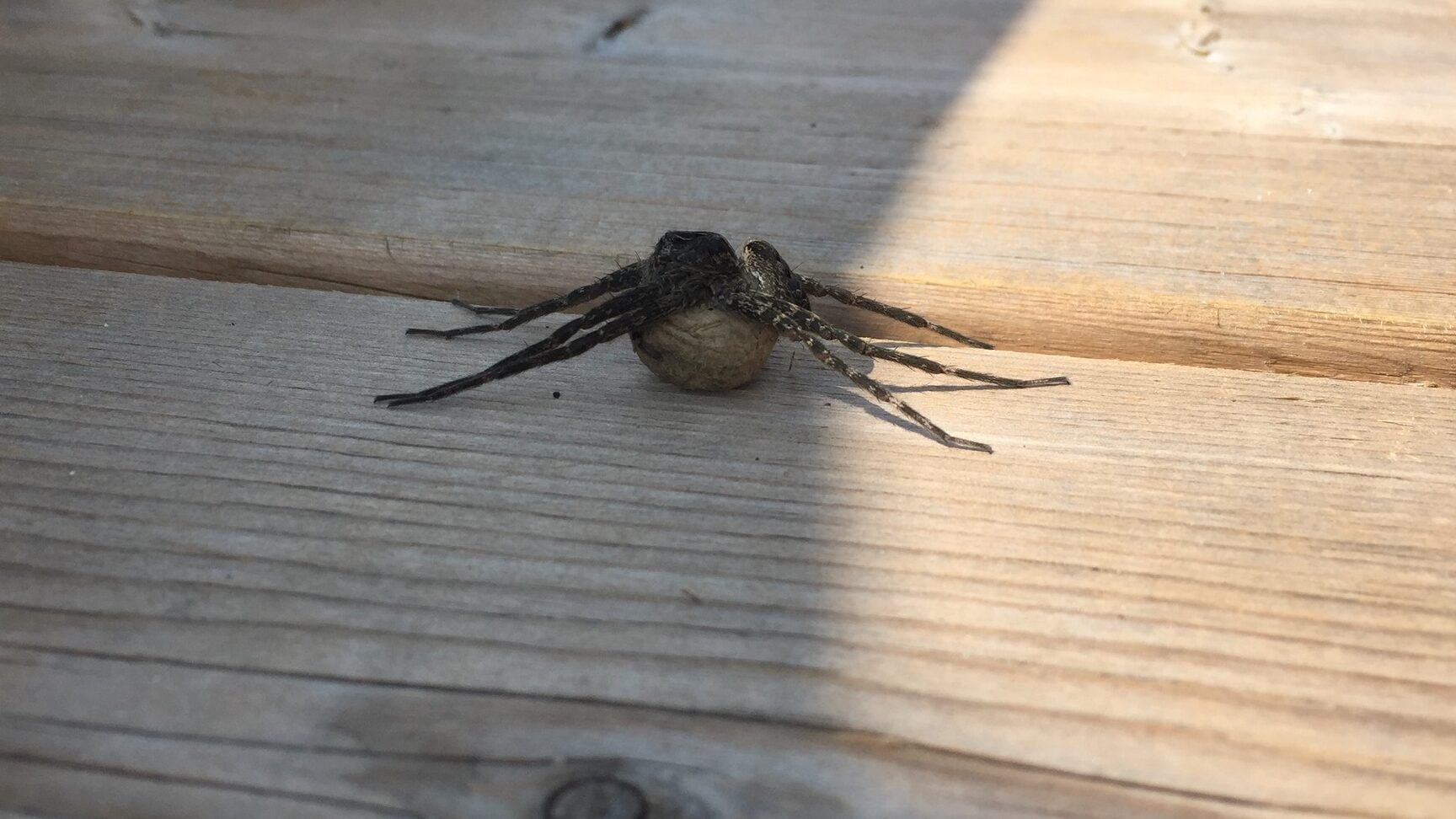 Dock or Fishing Spider
