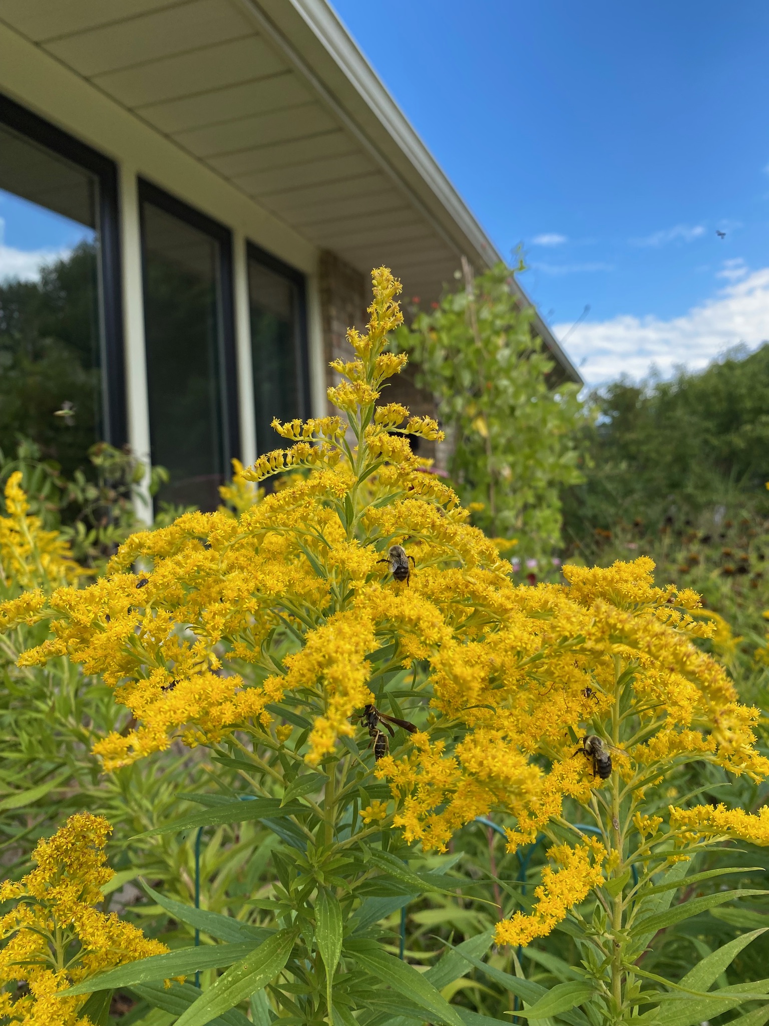 Goldenrod buzzing with pollinators and beneficial insects in the fall