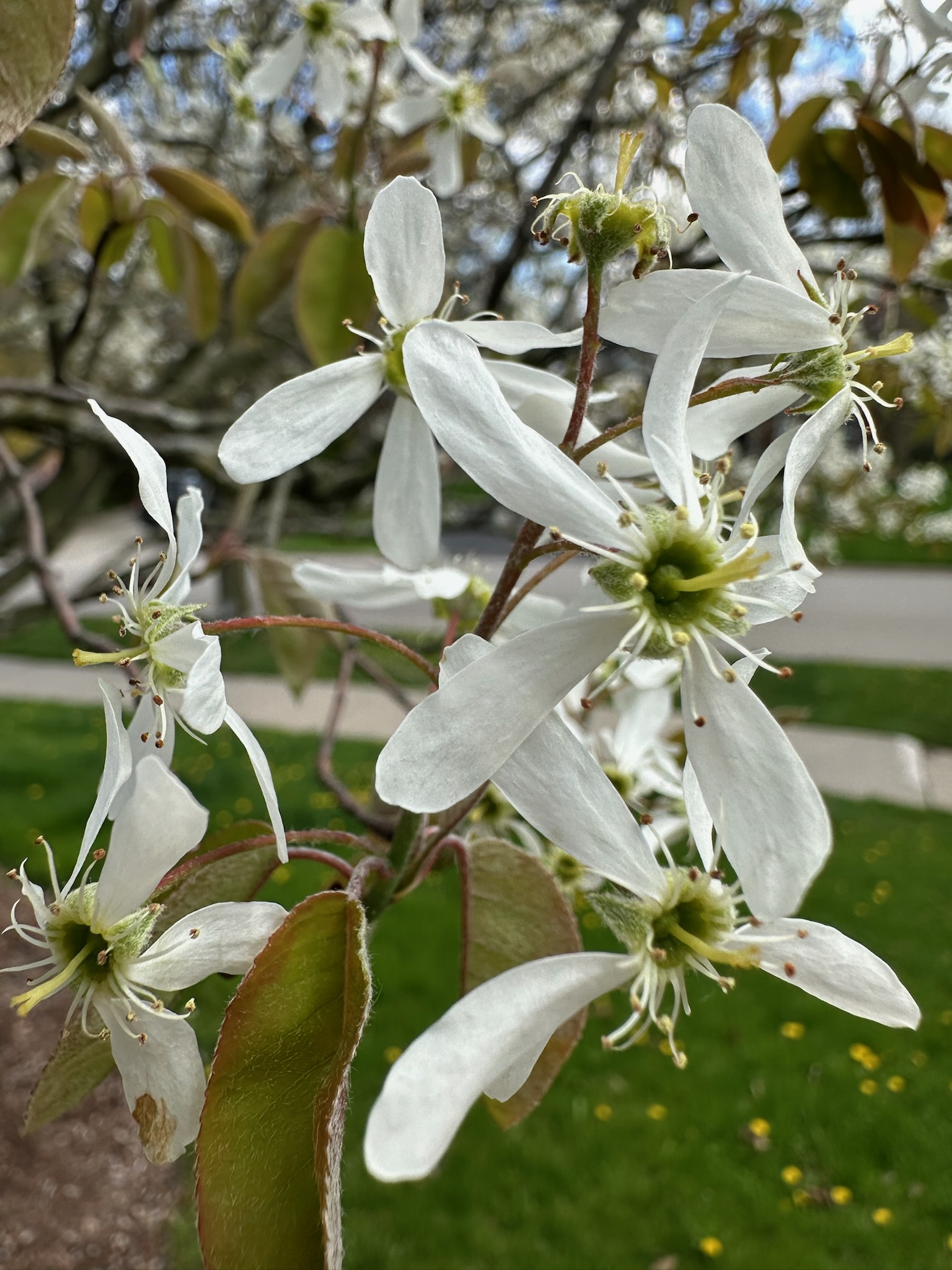 Serviceberry