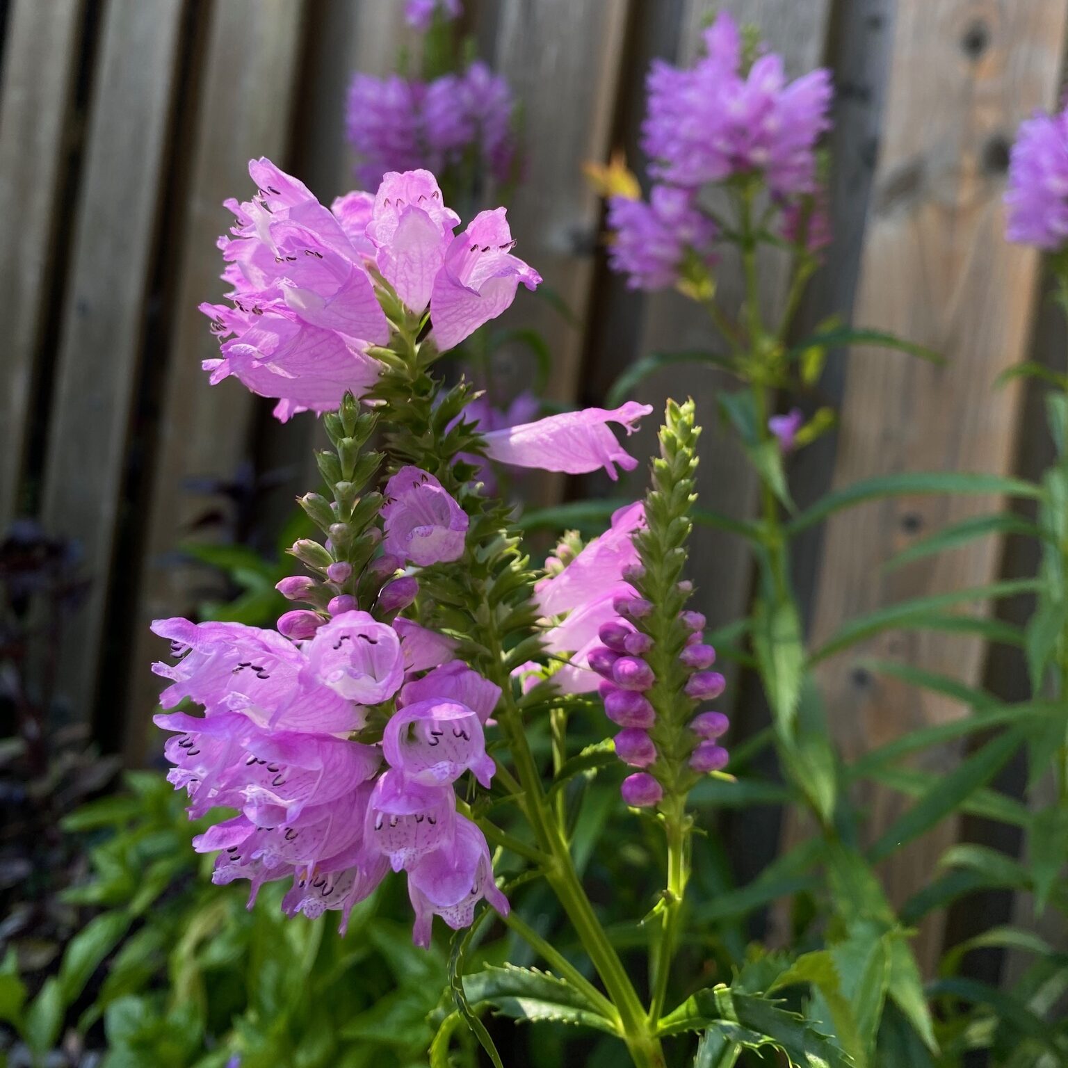 Obedient Plant