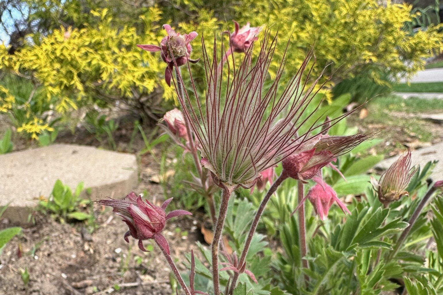 Prairie Smoke
