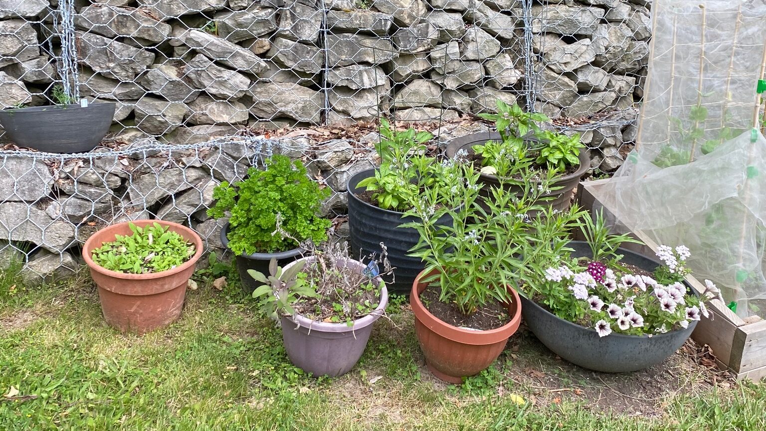 Container Garden