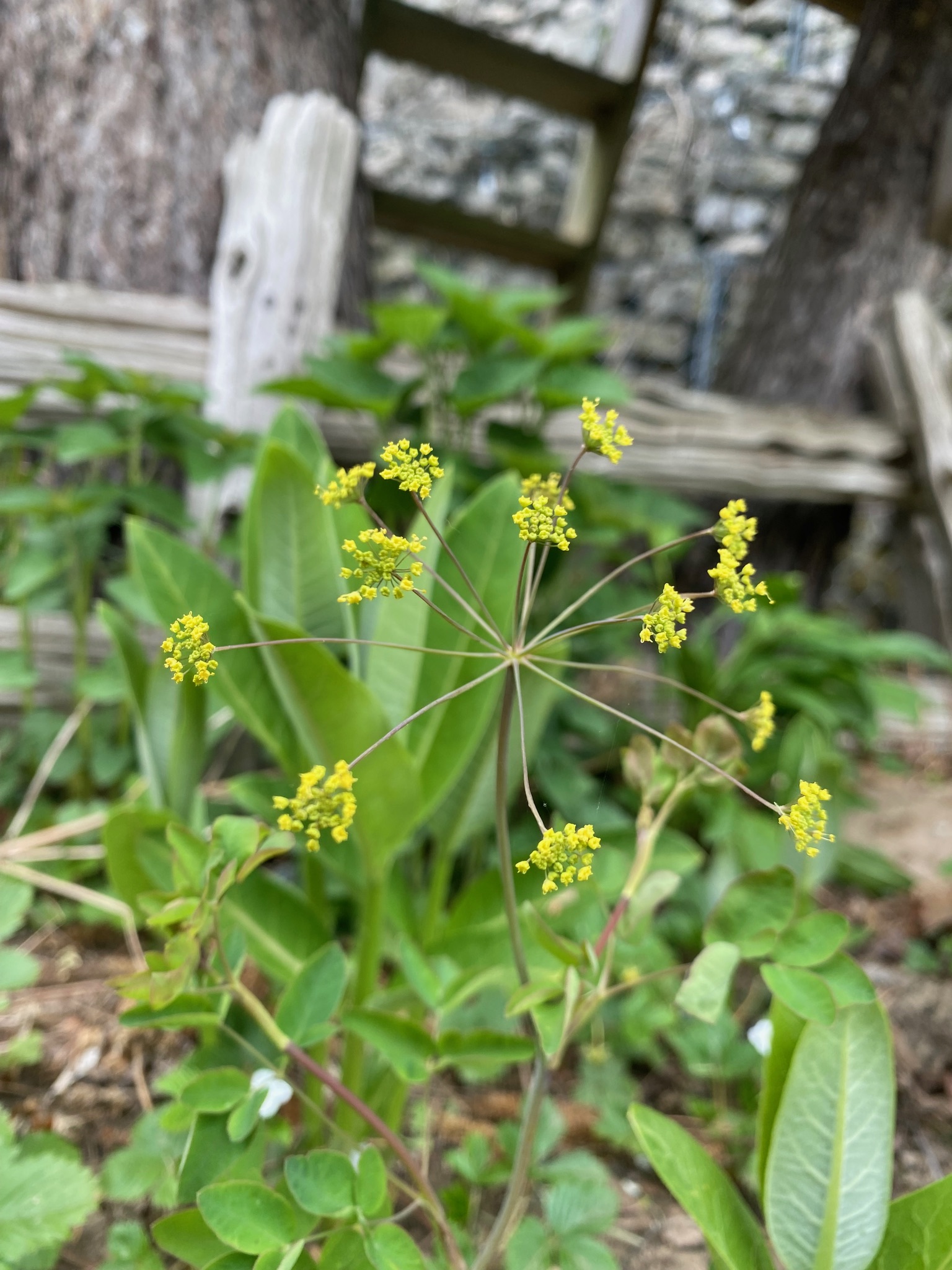 Yellow Pimpernel