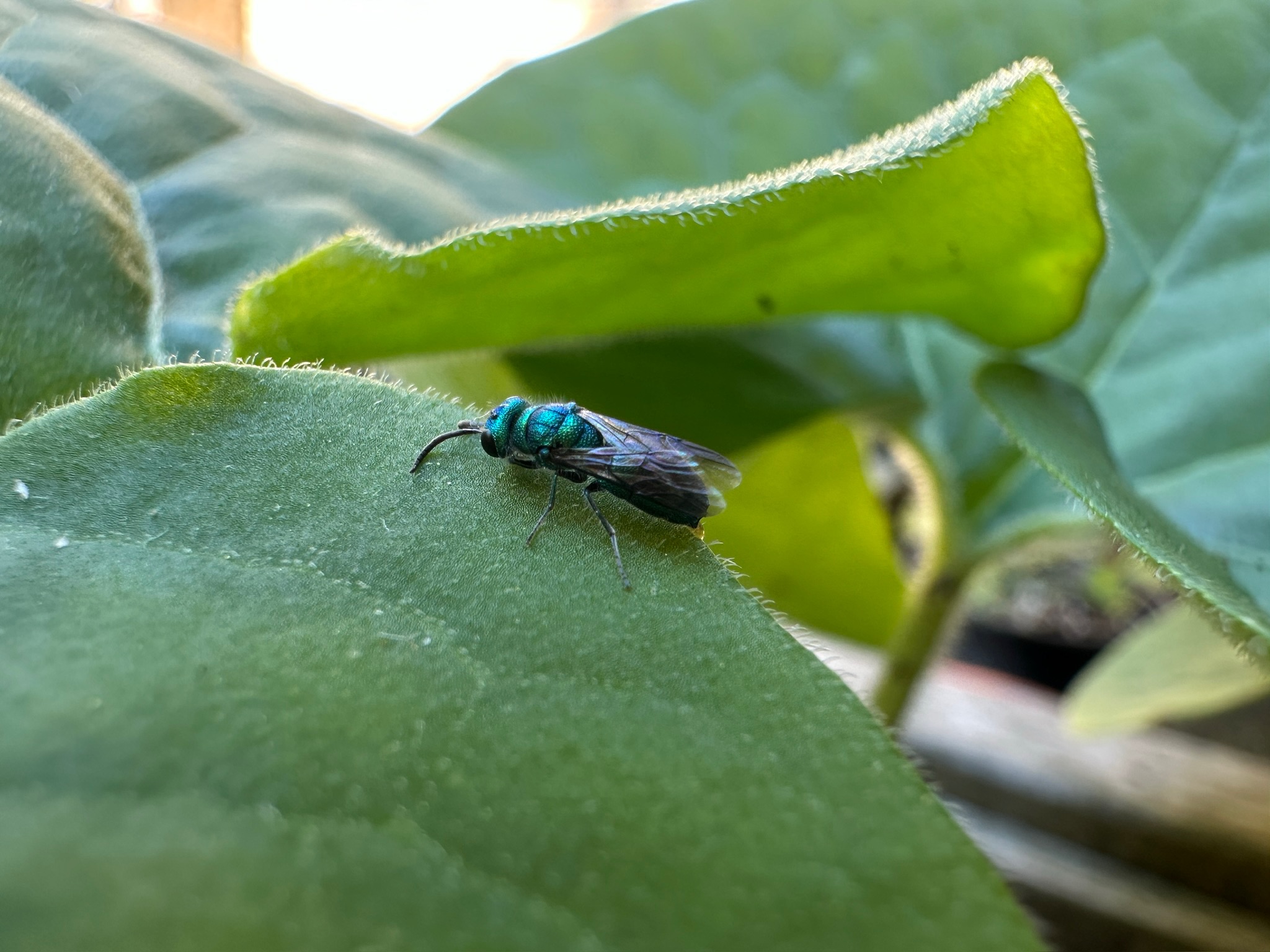 Cuckoo Wasp