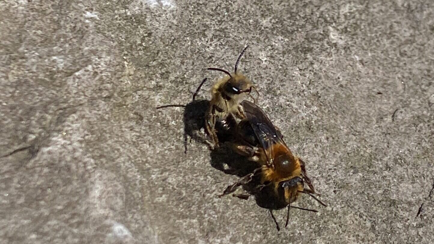 Dunning’s Miner Bee