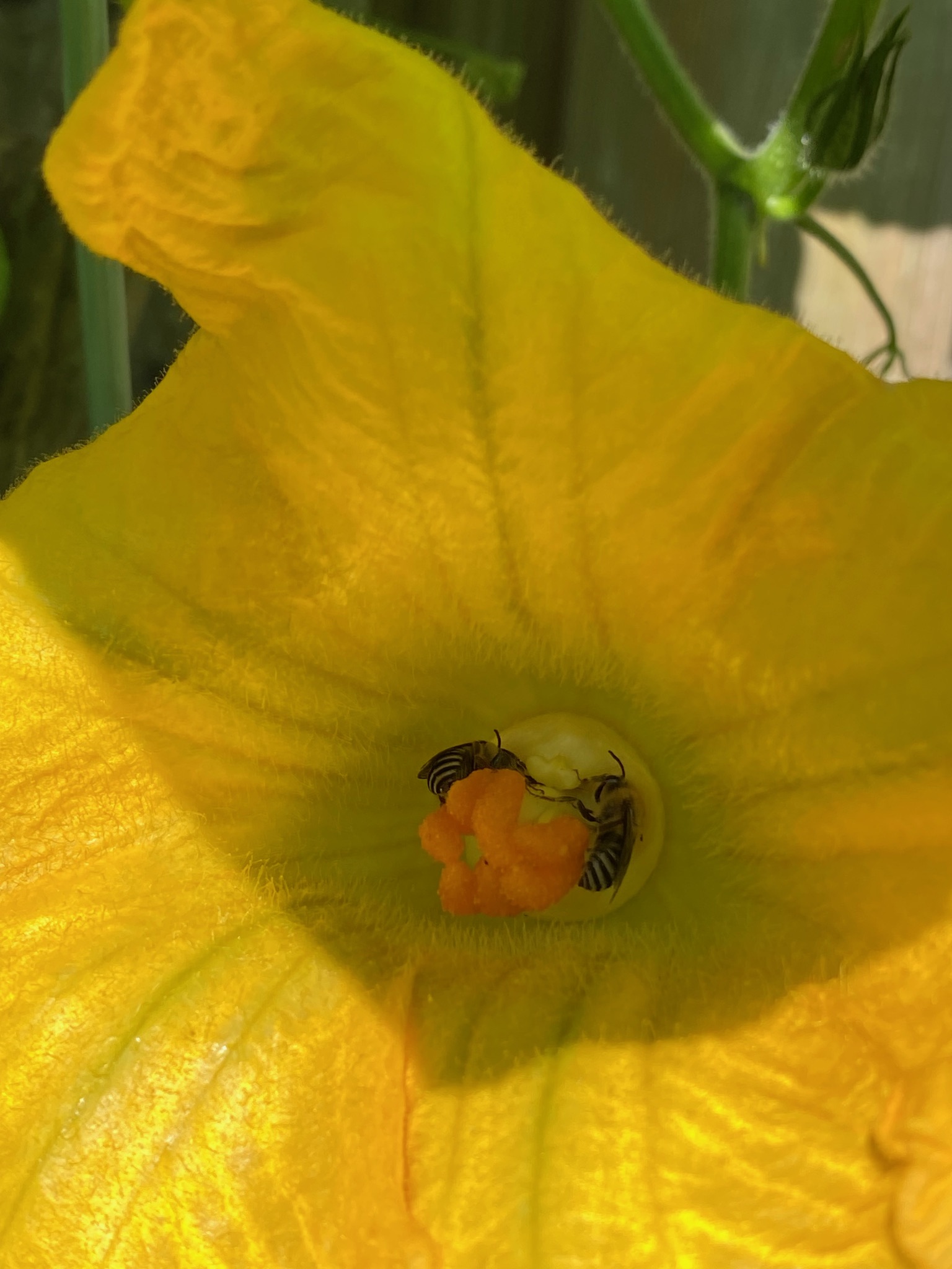Squash Bee