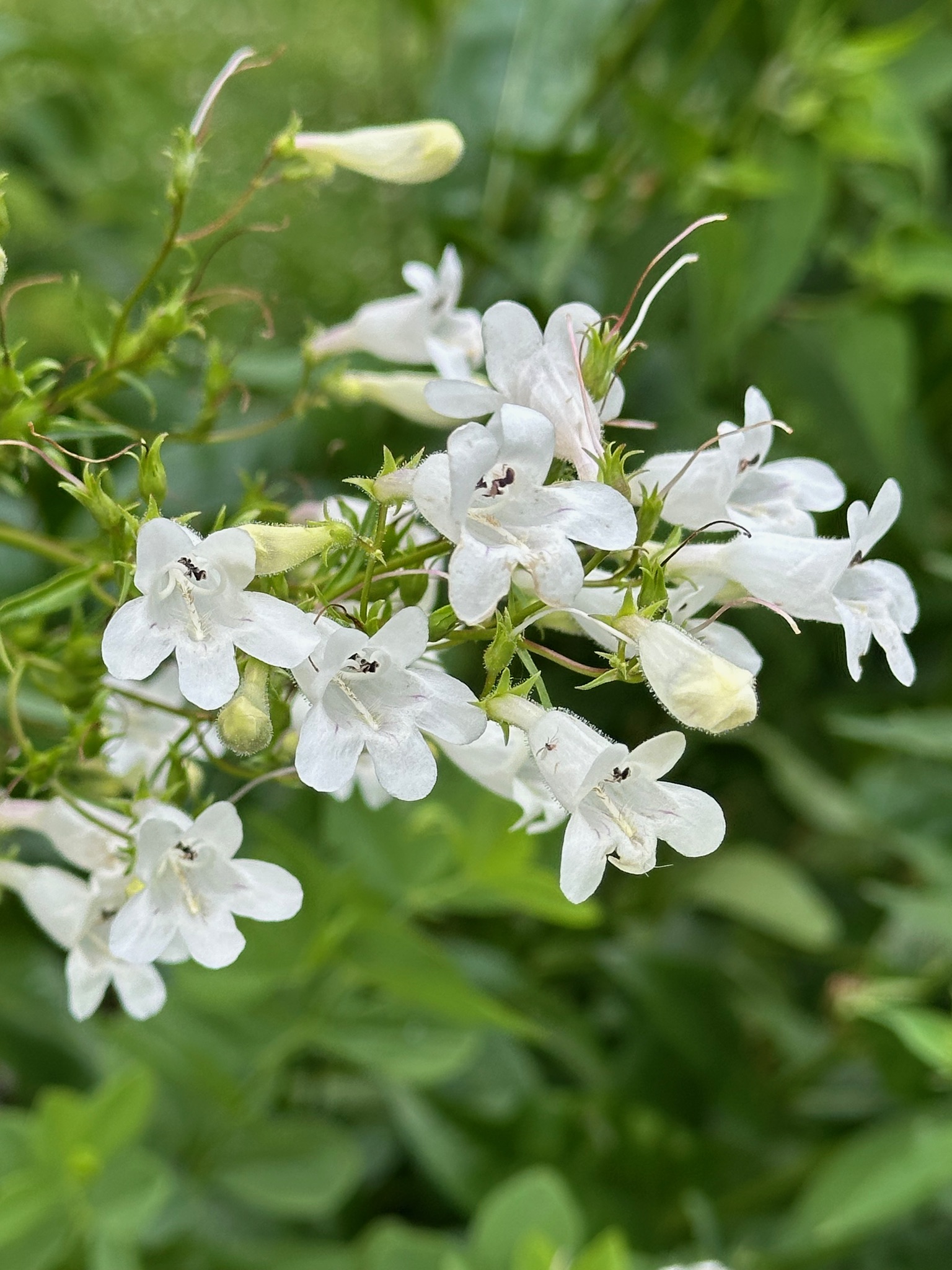 Foxglove Beardtongue