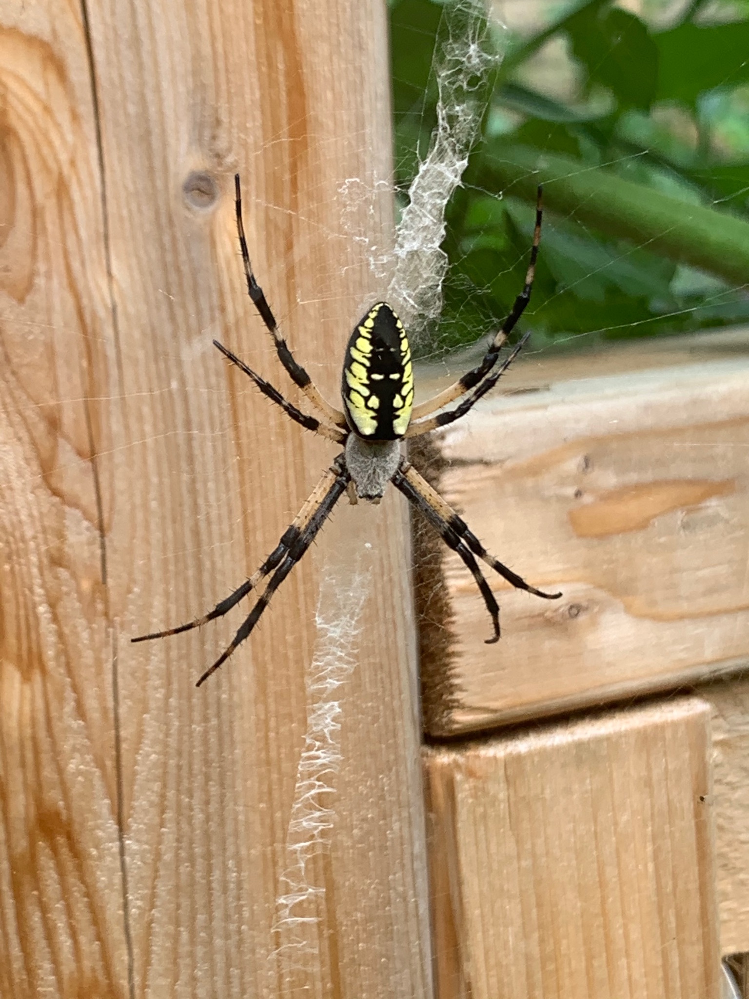 Yellow Garden Spider