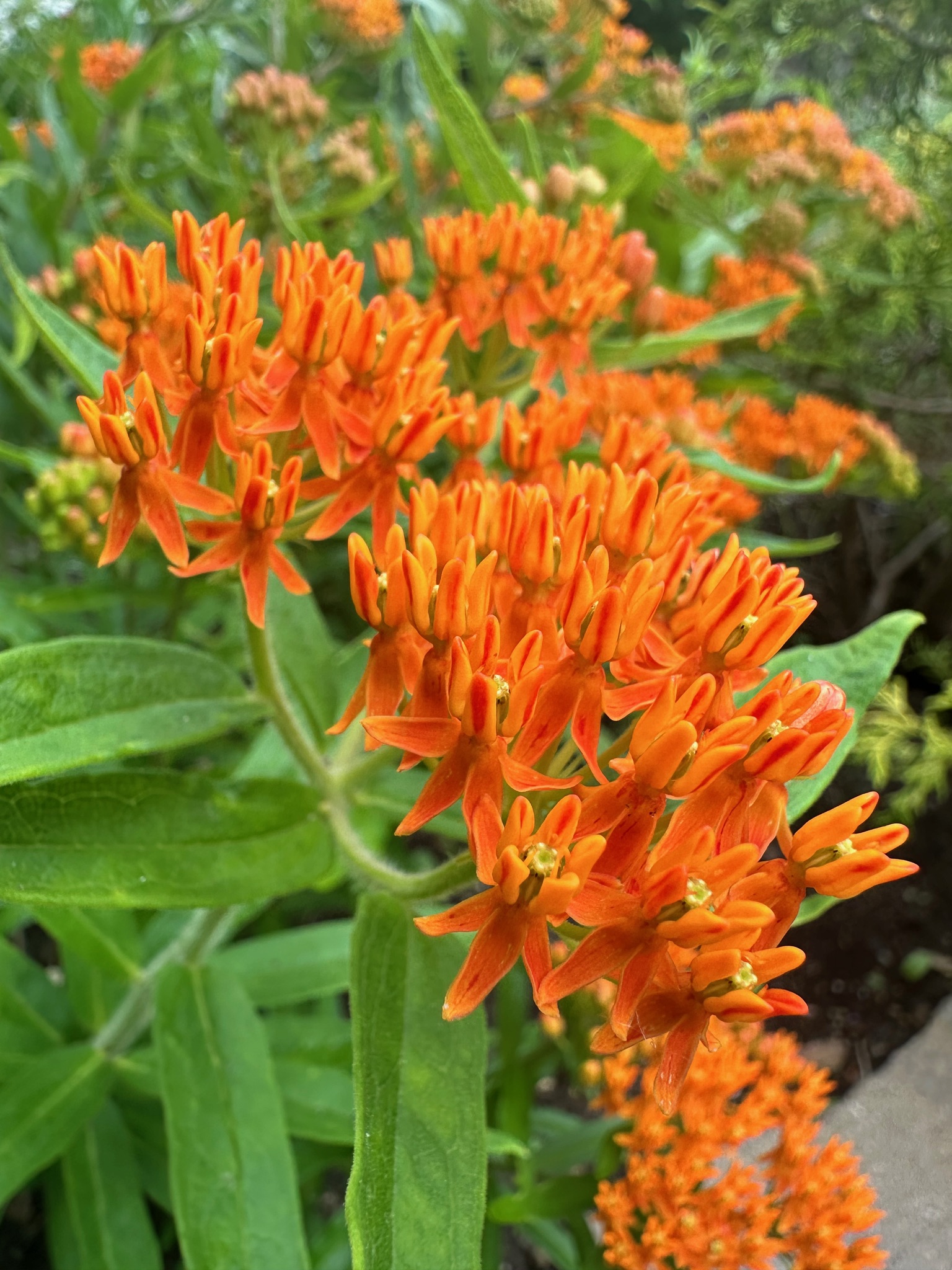 Butterfly Milkweed