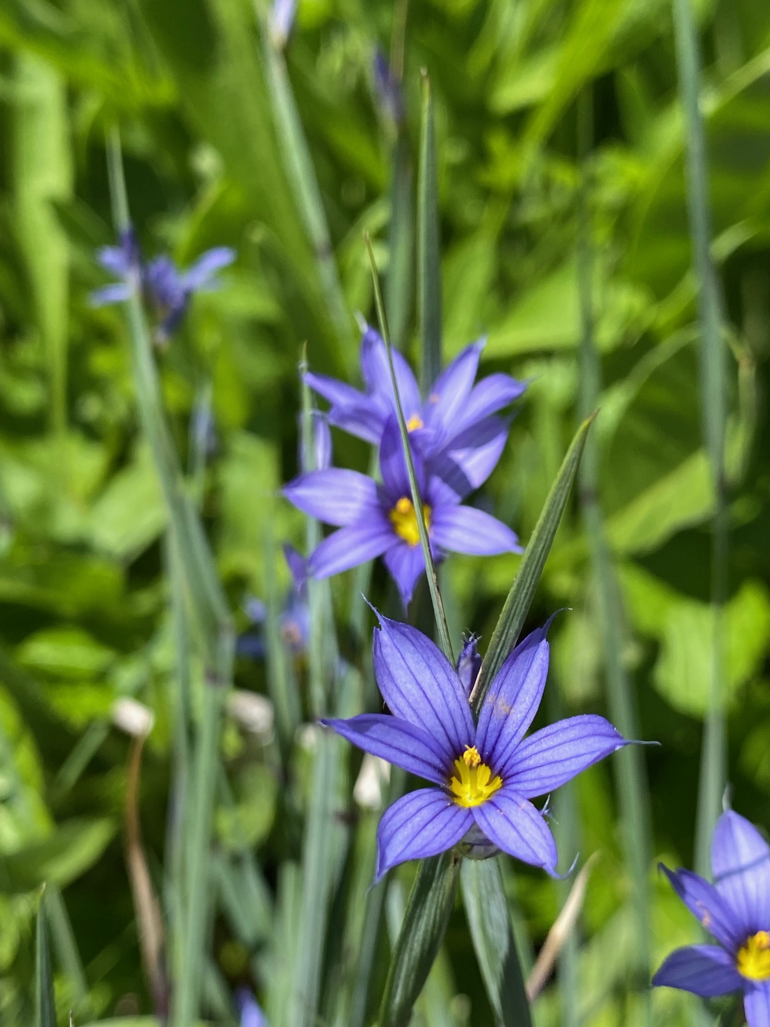 Blue Eyed Grass