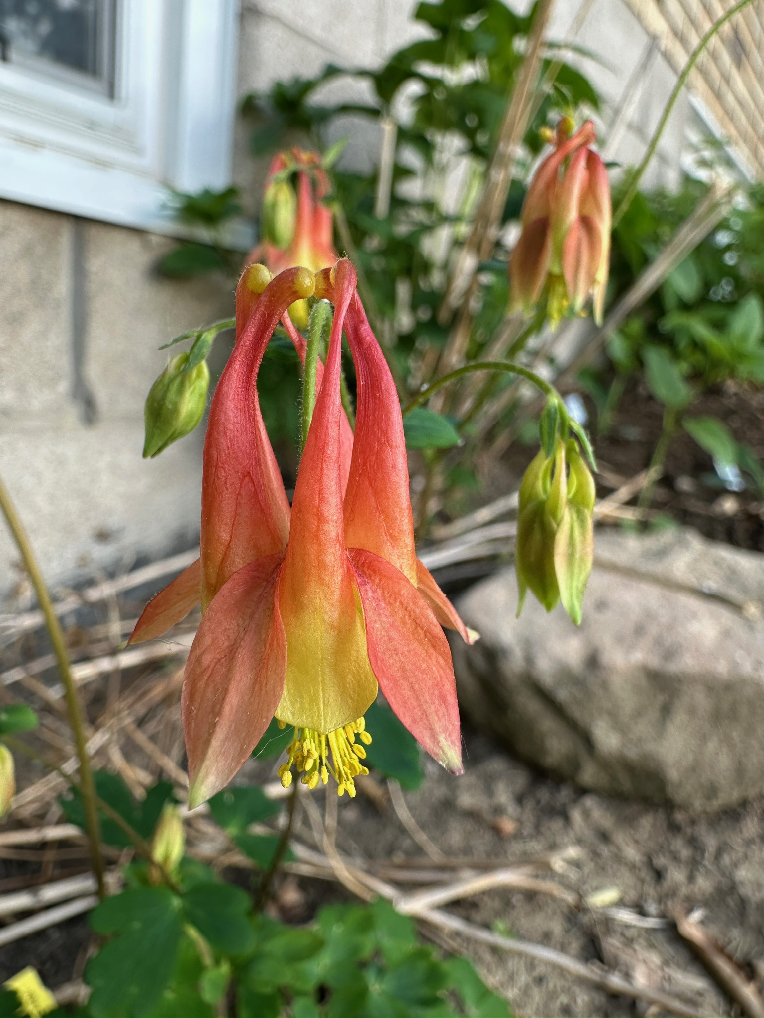 Wild Columbine