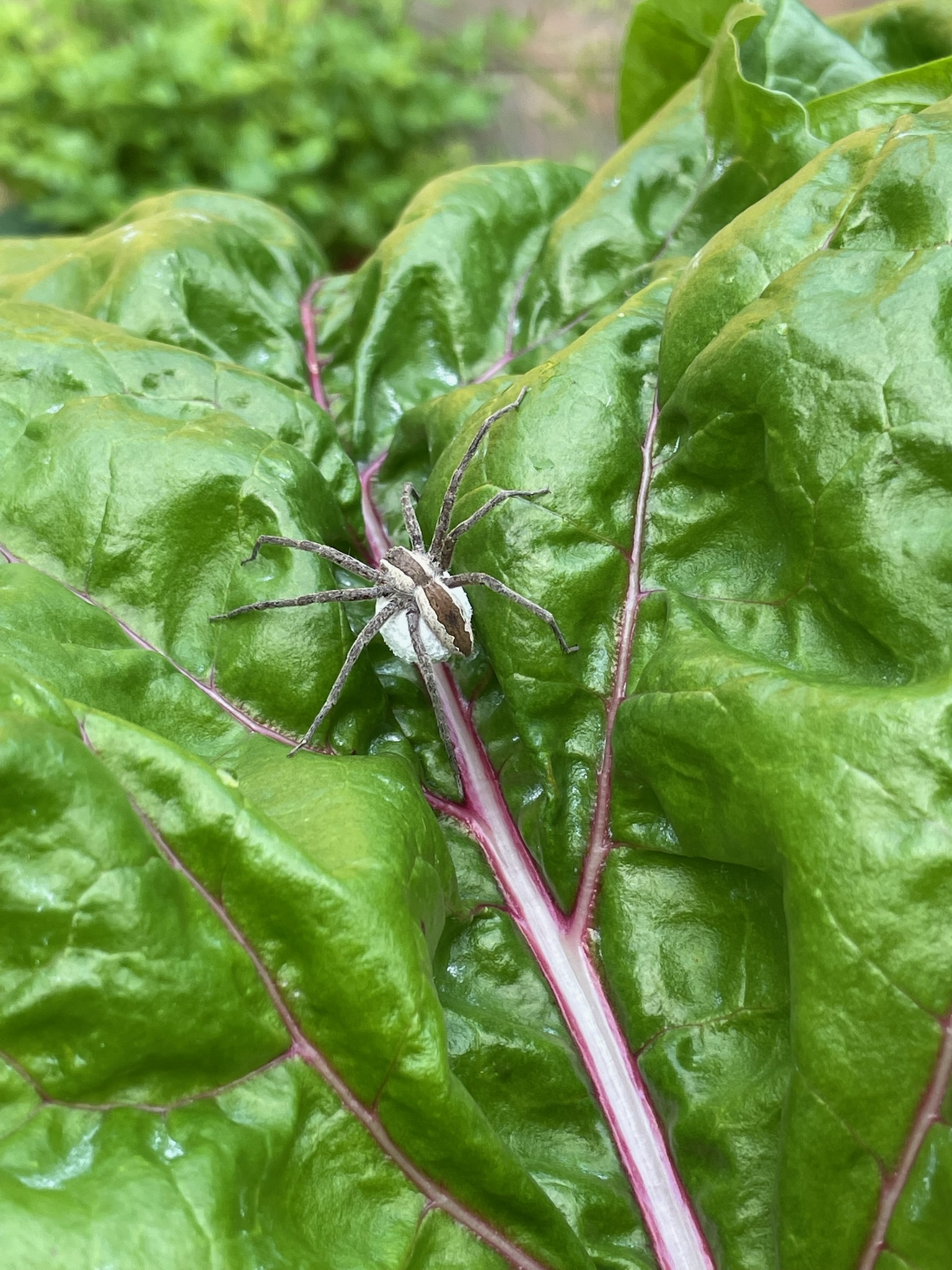 American Nursery Web Spider