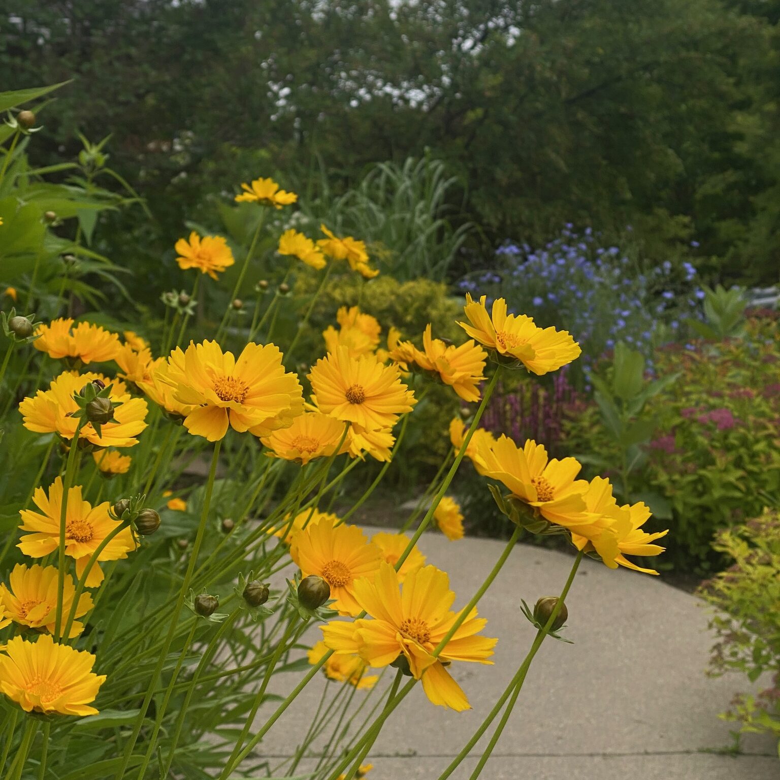 Lanceleaf Coreopsis