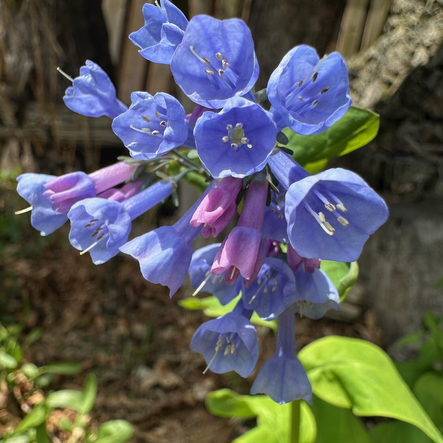 Virginia BlueBells