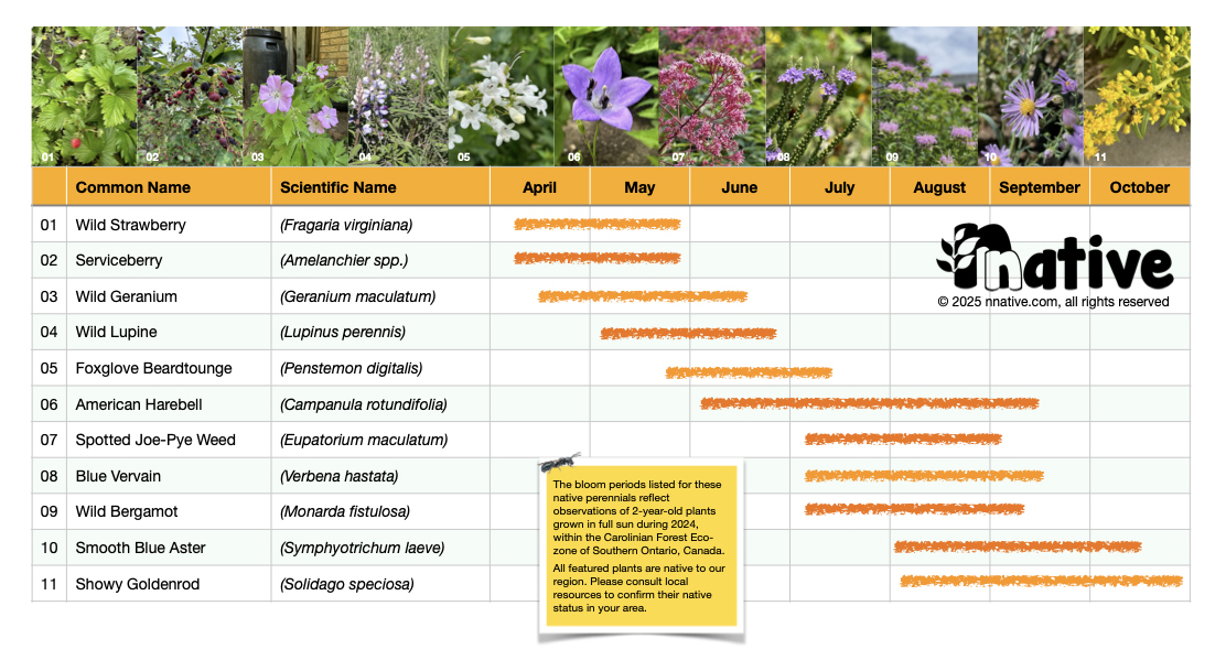 Small Carpenter Bee flowers